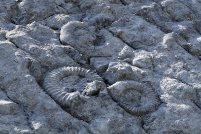 Dalle à Ammonites - détail (Digne-les-Bains)